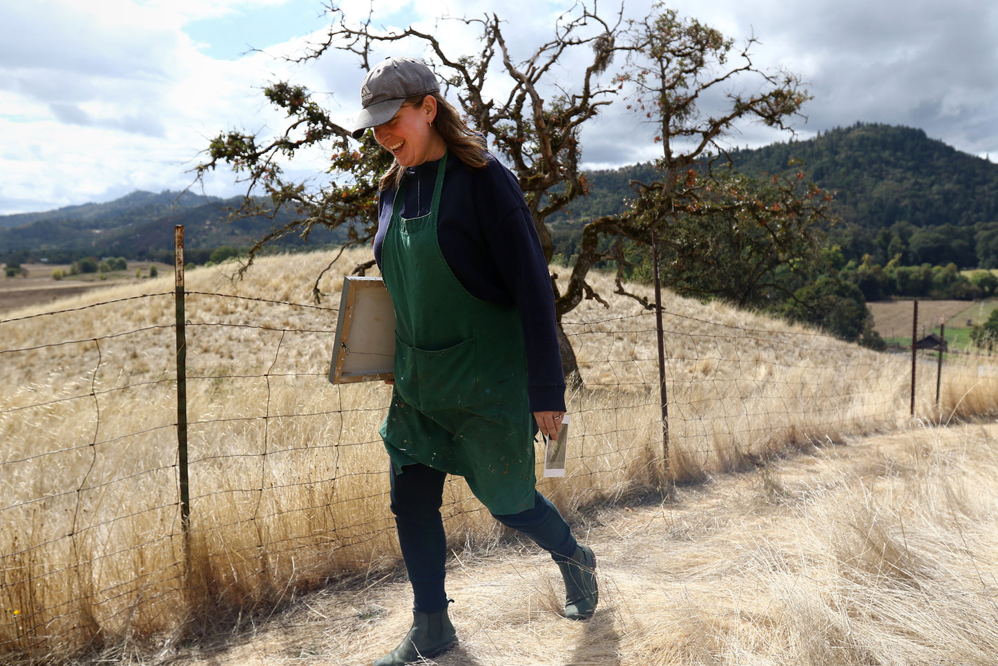 Oregon White Oak Tree